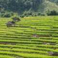 chiang mai