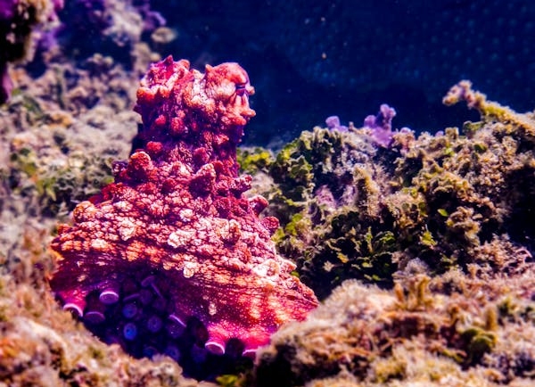 Great Barrier Reef, Queensland