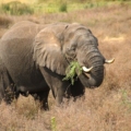 Parc national de serengeti