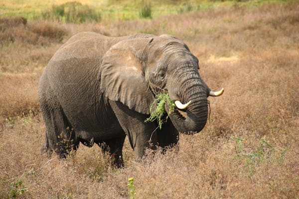 Parc national de serengeti