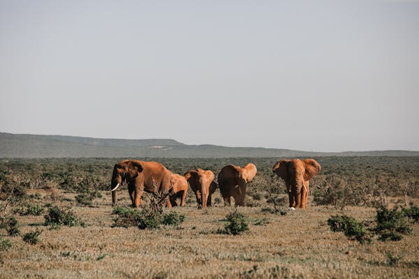 Parc National de l’Etosha